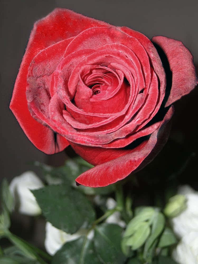 Red Rose And A Green Stem Against A Black And White Background
