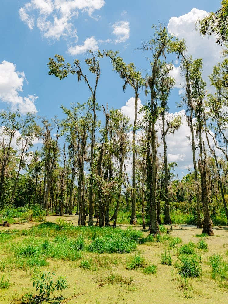 Charleston's Magnolia Plantation IV