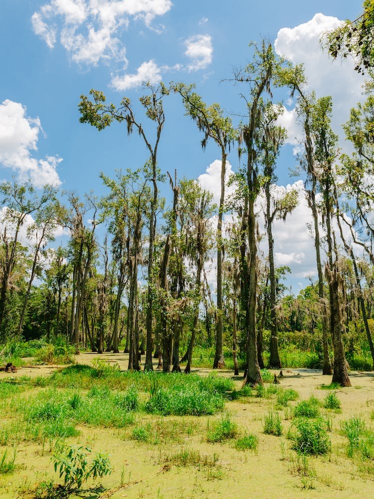 Charleston's Magnolia Plantation IV