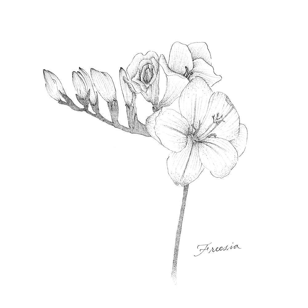 Freesia 2