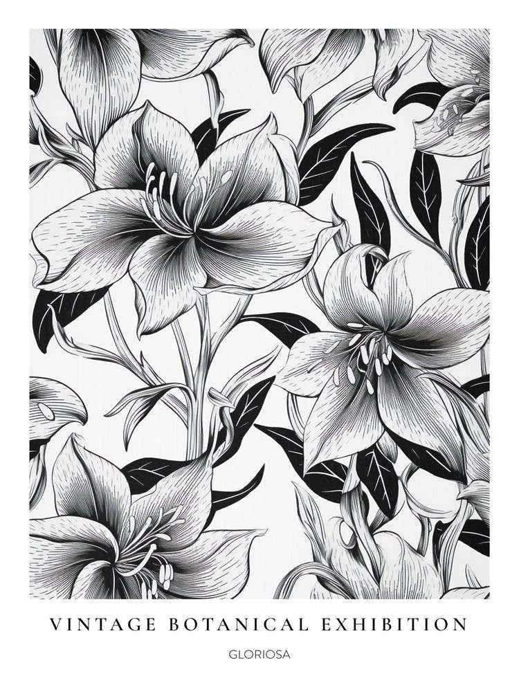 Gloriosa B&W Vintage Botanical Poster