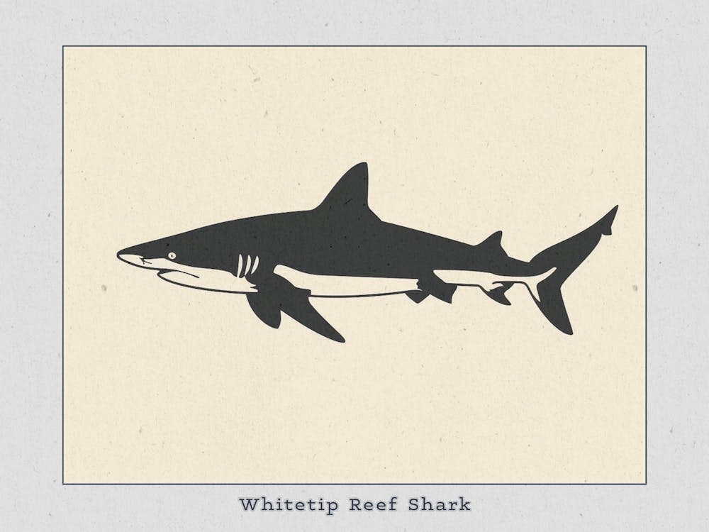 Whitetip Reef Shark Shark Silhouette 4 Poster