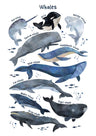 Coastal Watercolor Art Prints