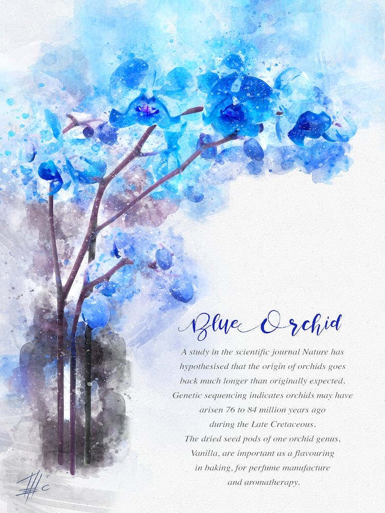 Blue Orchid