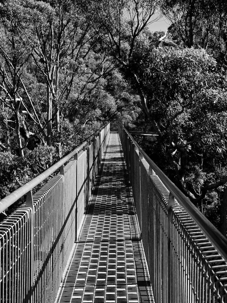 Treetop Walk - Walpole Western Australia