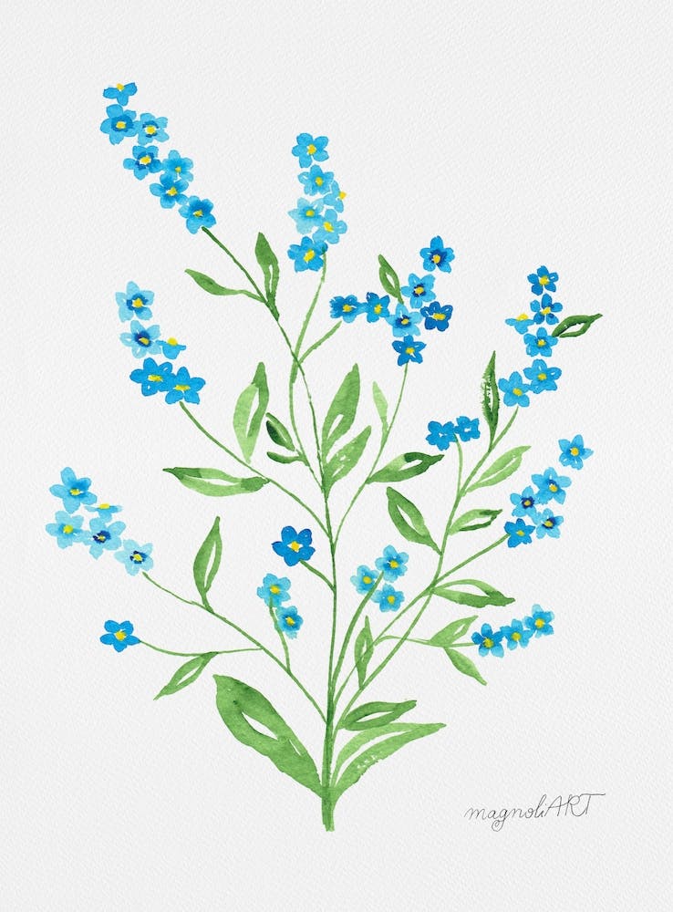 Forget-me-not