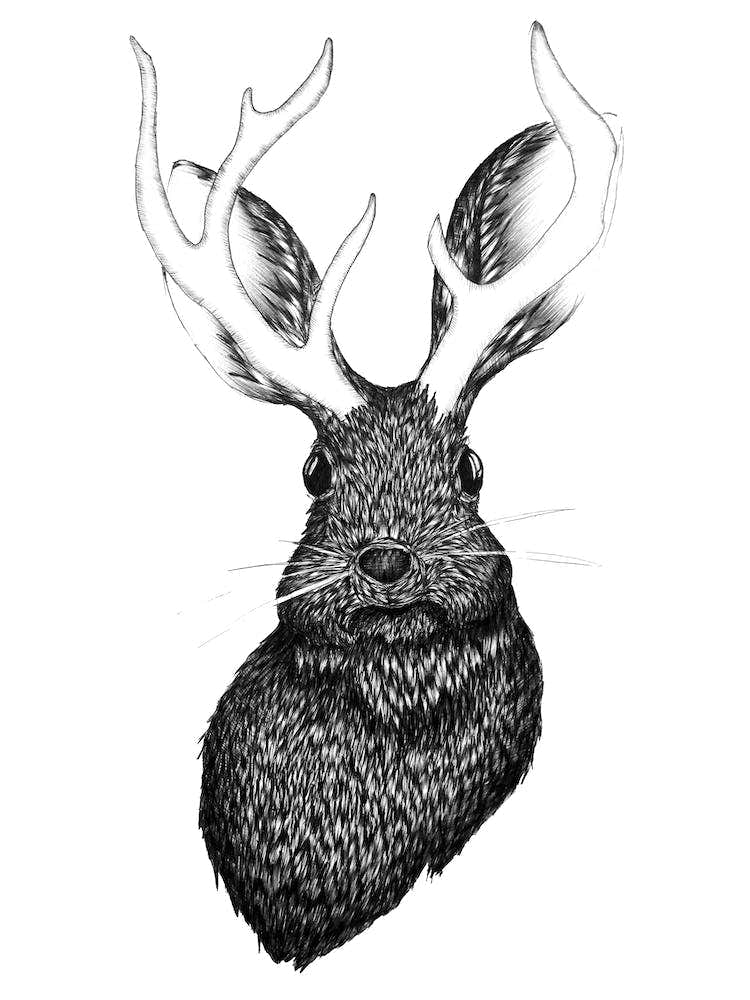 Jackalope