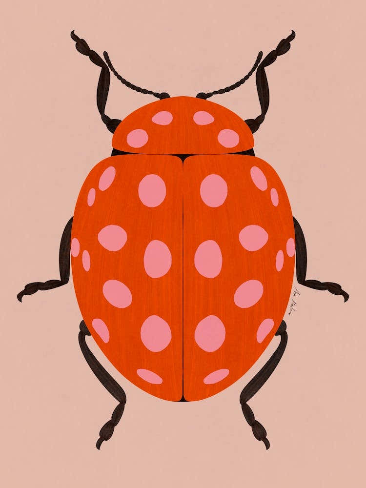 Ladybug