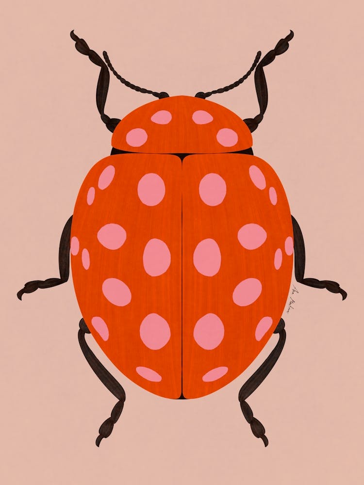 Ladybug