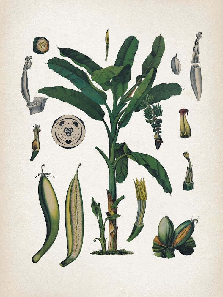 Vintage Bollmann 6 Gemeine Banane