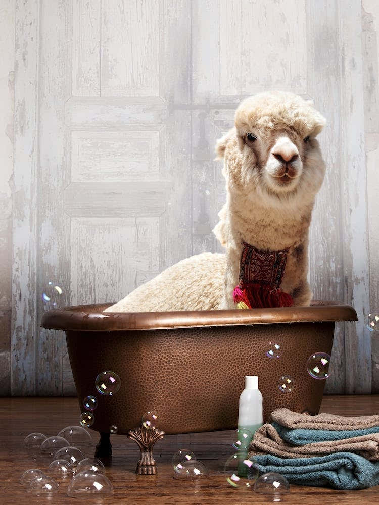 Llama In A Bathtub
