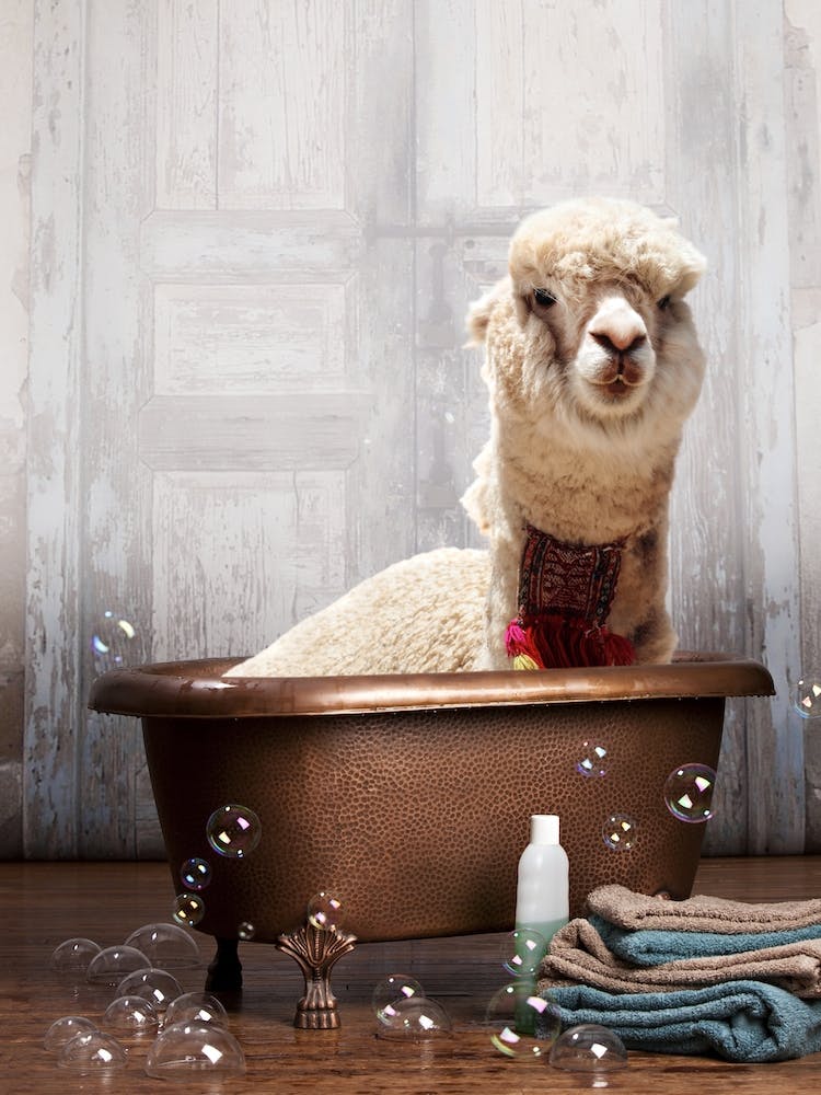 Llama In A Bathtub