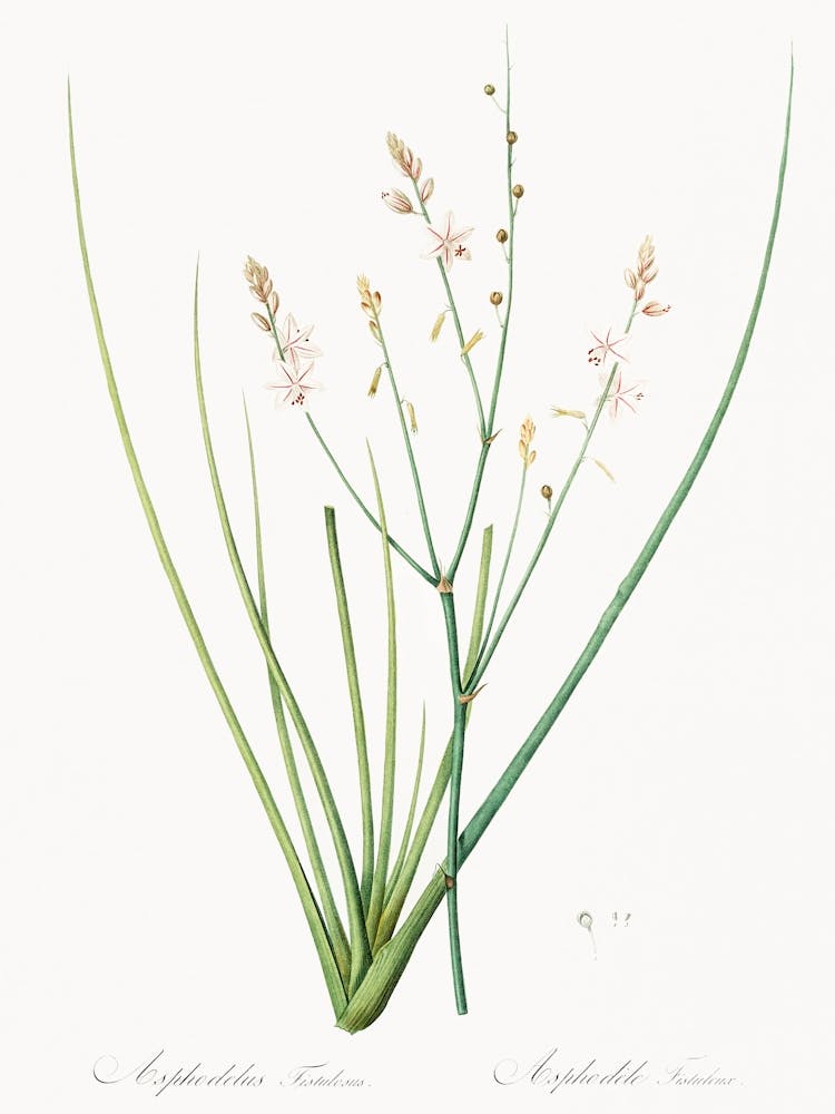Asphodelus Fistulosus Illustration From Les Liliacées (1805), Pierre Joseph Redoute