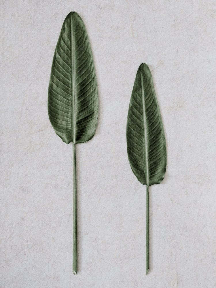 Tropical Strelitzia Leaveas