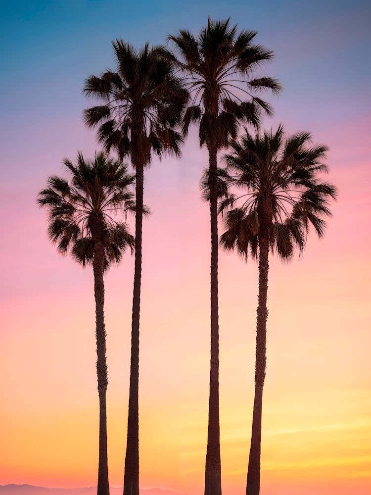 California Dreaming - Beach Sunset Palms