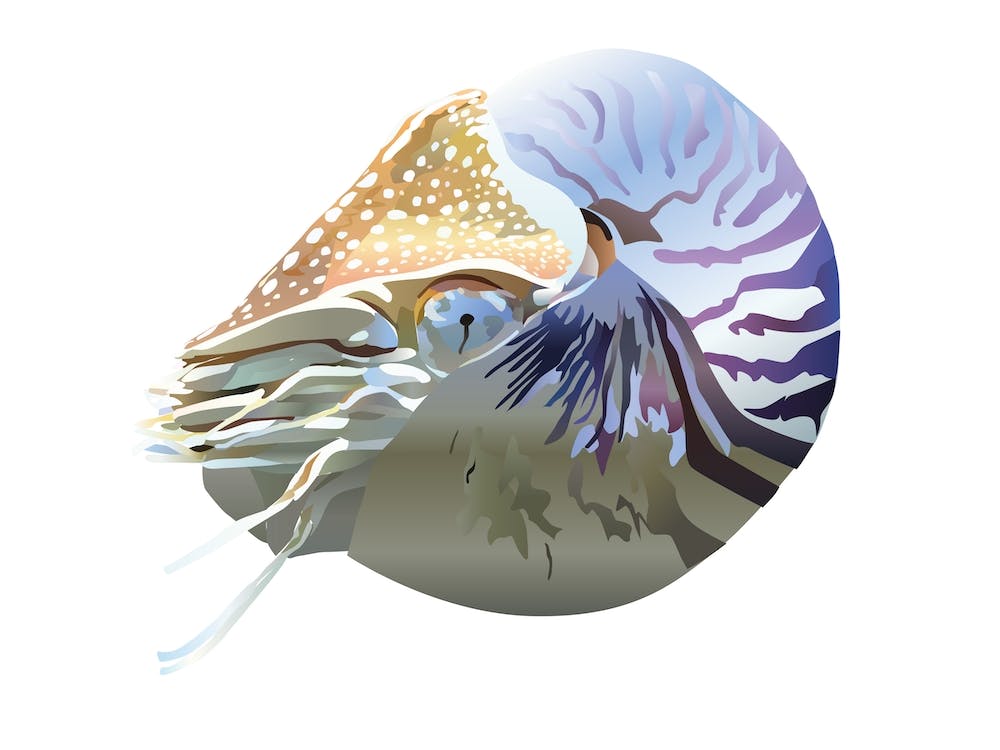 Nautilus