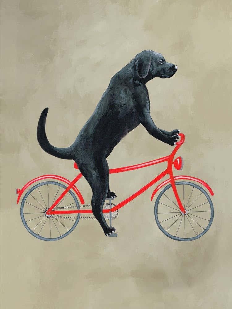 Labrador On Bicycle