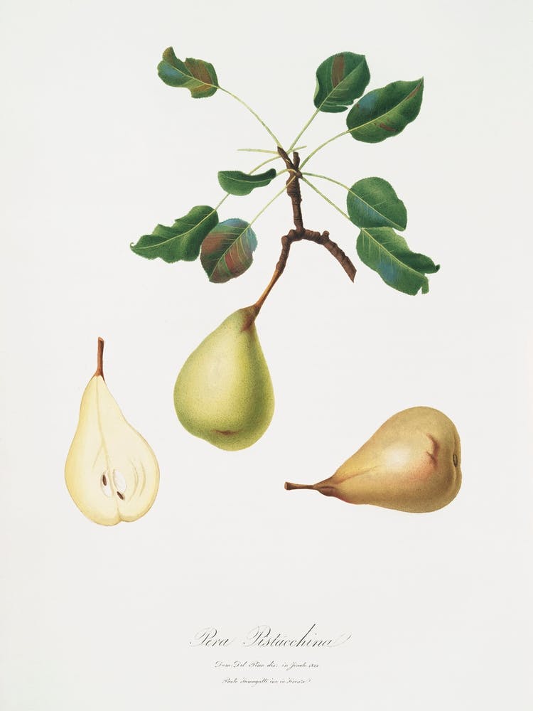 Pear (Pyrus Communis) From Pomona Italiana (1817 1839), Giorgio Gallesio