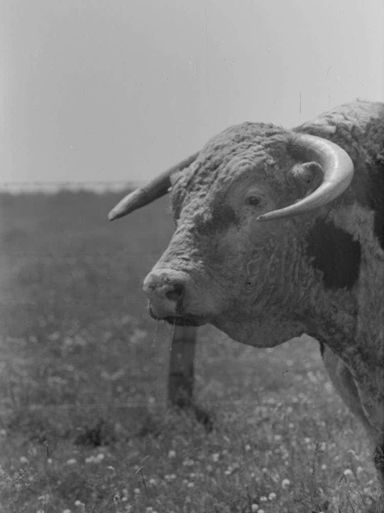Untitled Photo, Possibly Related To Bull S Head, Cruzen Ranch, Valley County, Idaho By Russell Lee 1