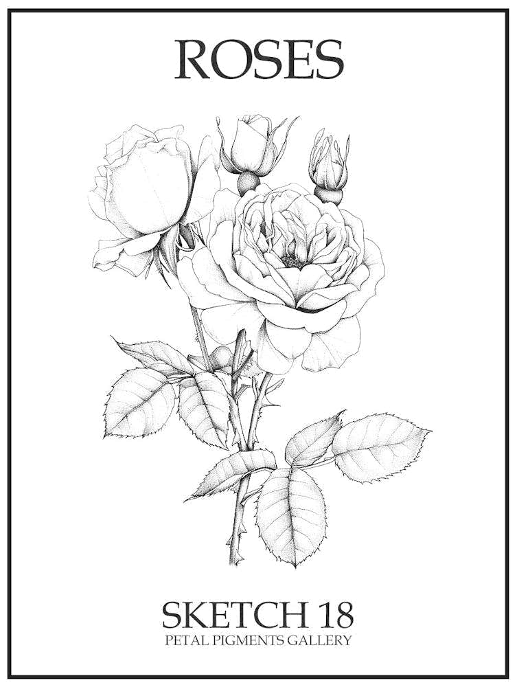 Roses Sketch 18 Poster