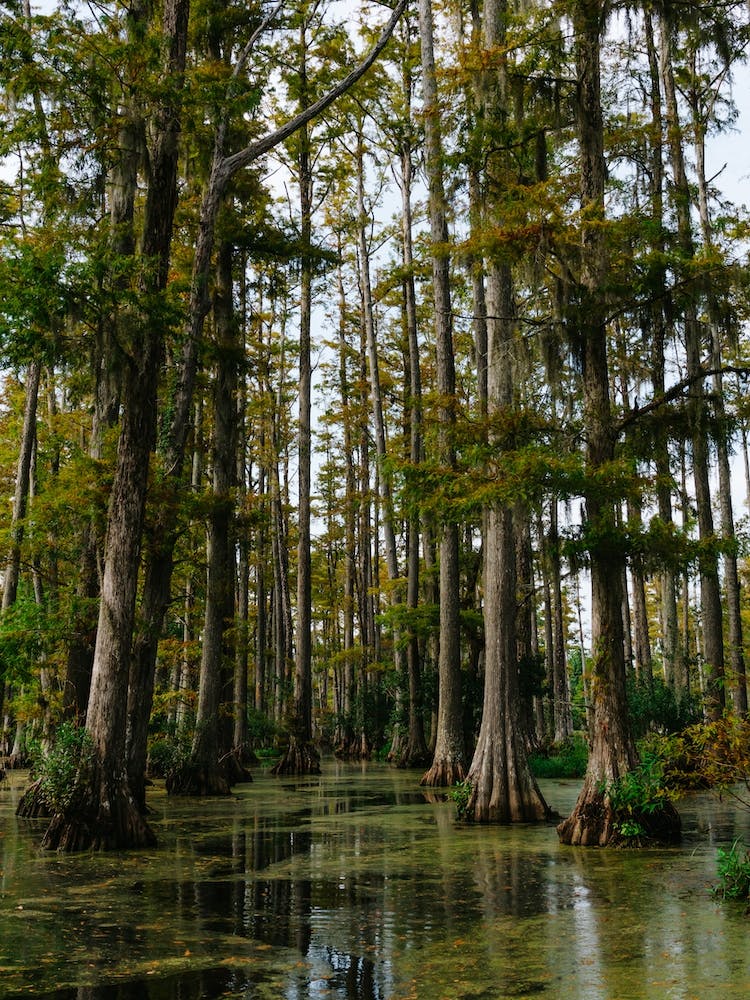 Charleston Cypress Gardens VII