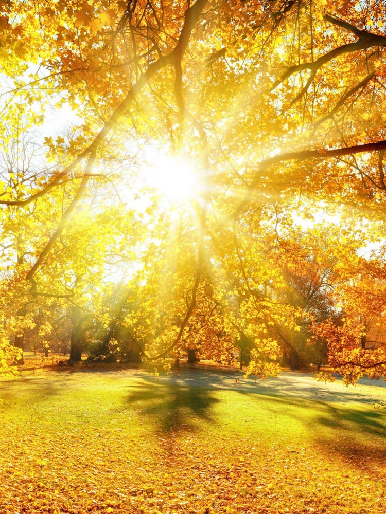 Autumn In The Park