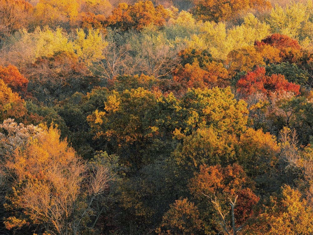 Aerial Fall Foliage