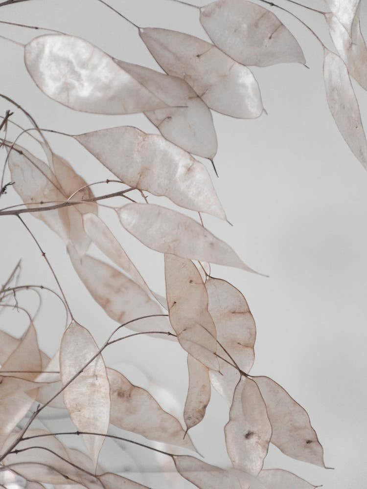 Abstract Branches Collected In The Forest