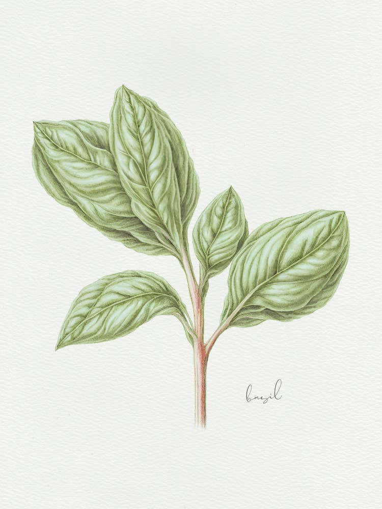 Basil Herb Sprig - Textured Botanical Wall Print Set | Floral Collection