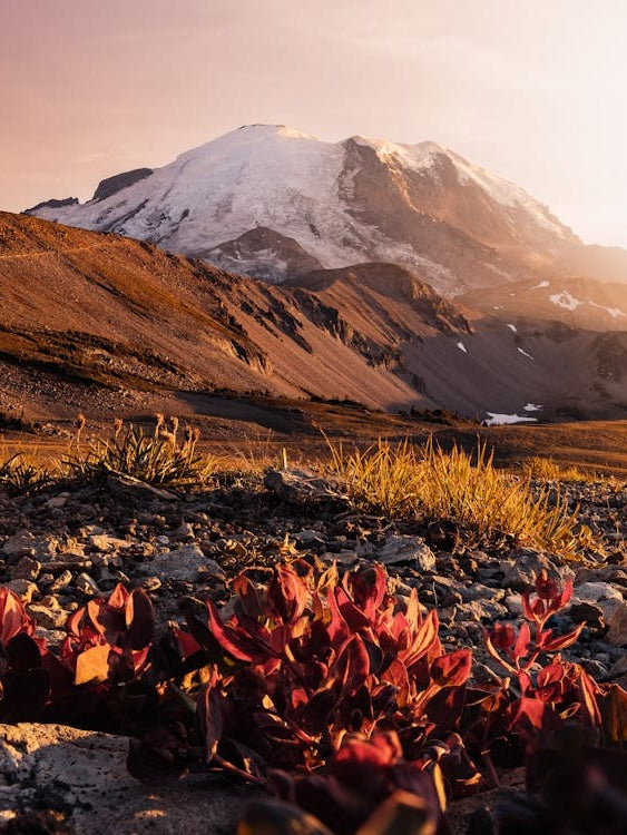 Autumn Wildflowers - Mount Rainier National Park