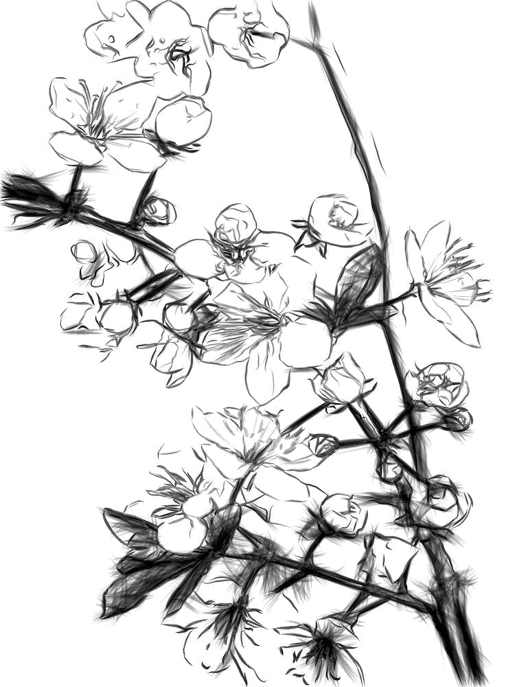 Black and White Cherry Blossoms