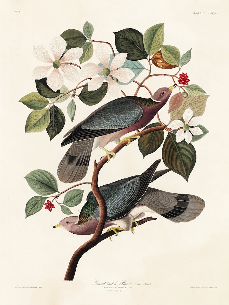 Band Tailed Pigeon, Birds Of America, John James Audubon