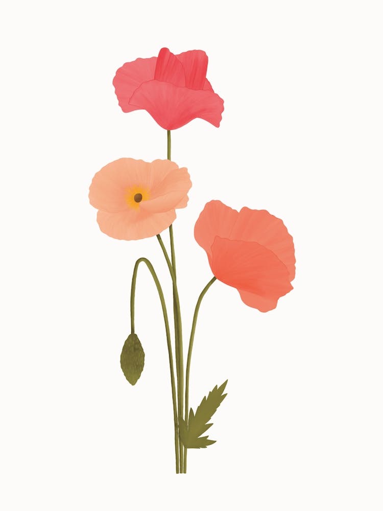 Illustration Of Two Poppy Flowers