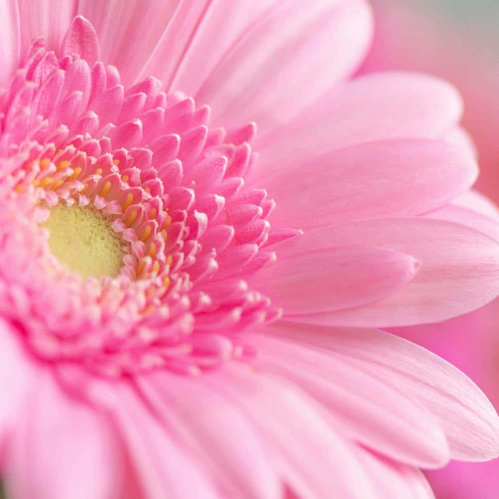 Floral gerbera daisy in pink - square flower nature and travel photography by Christa Stroo Photography