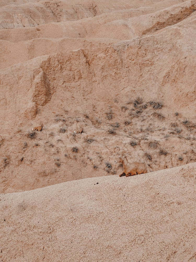 Resting Desert Sheep