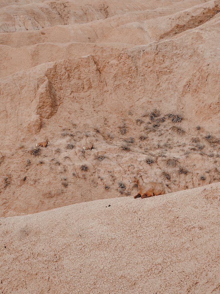 Resting Desert Sheep