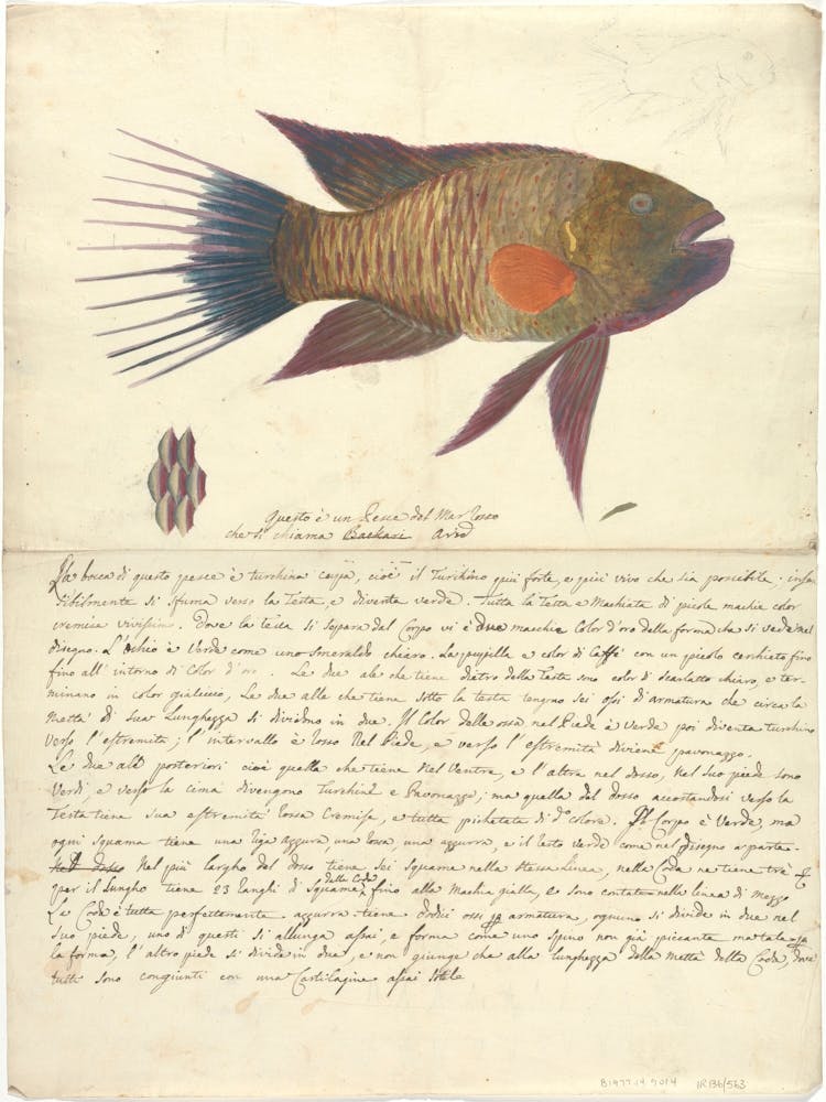 A Fish From The Red Sea, Luigi Balugani 1