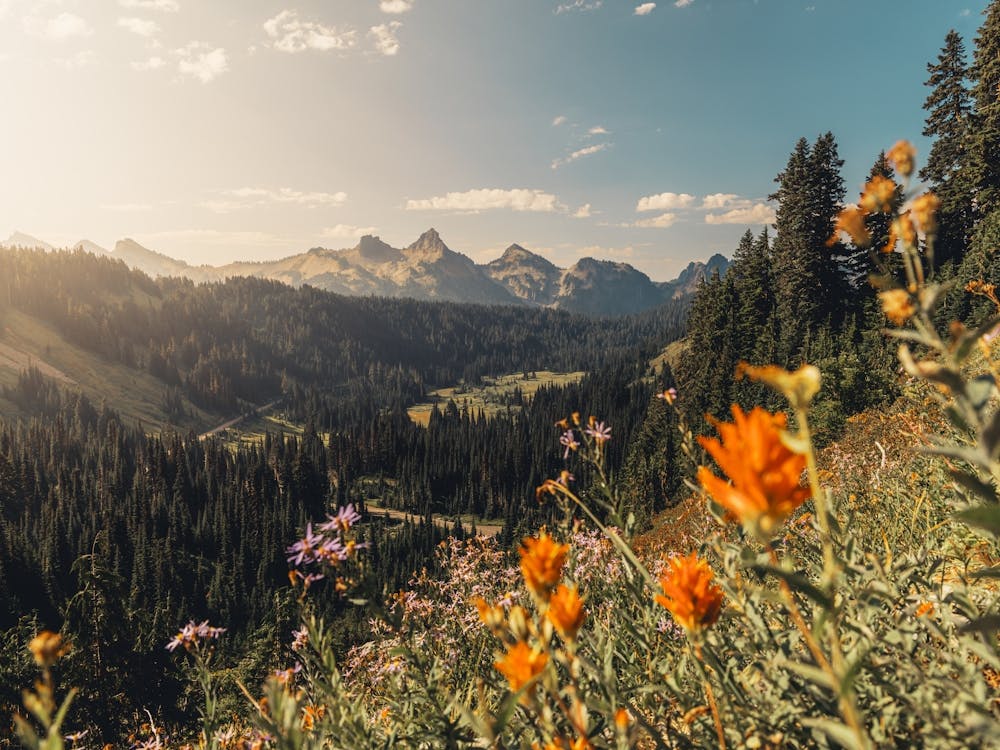 Wildflowers In The Mountains - Mount Rainier National Park
