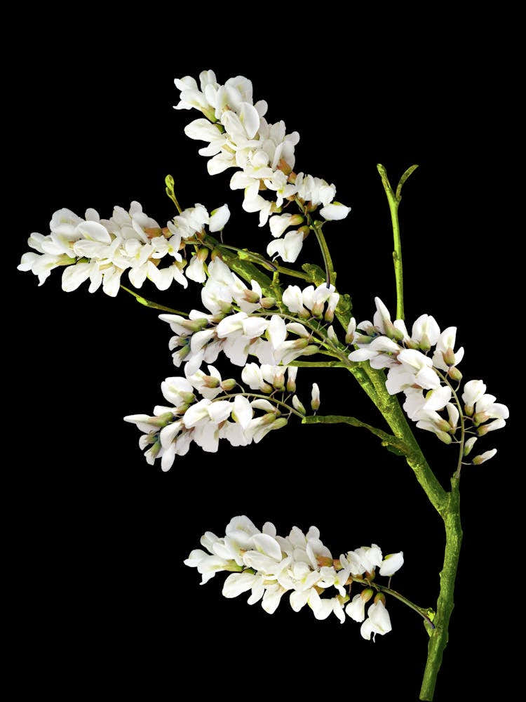 White Flowers On A Branch 1