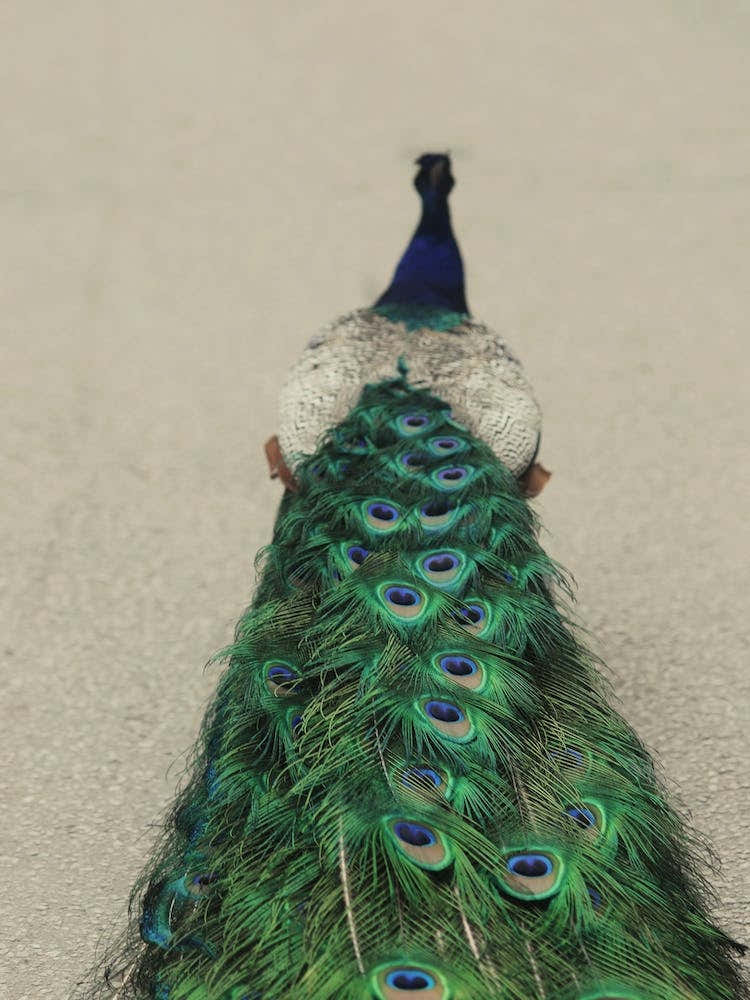 Shake Your Tailfeather