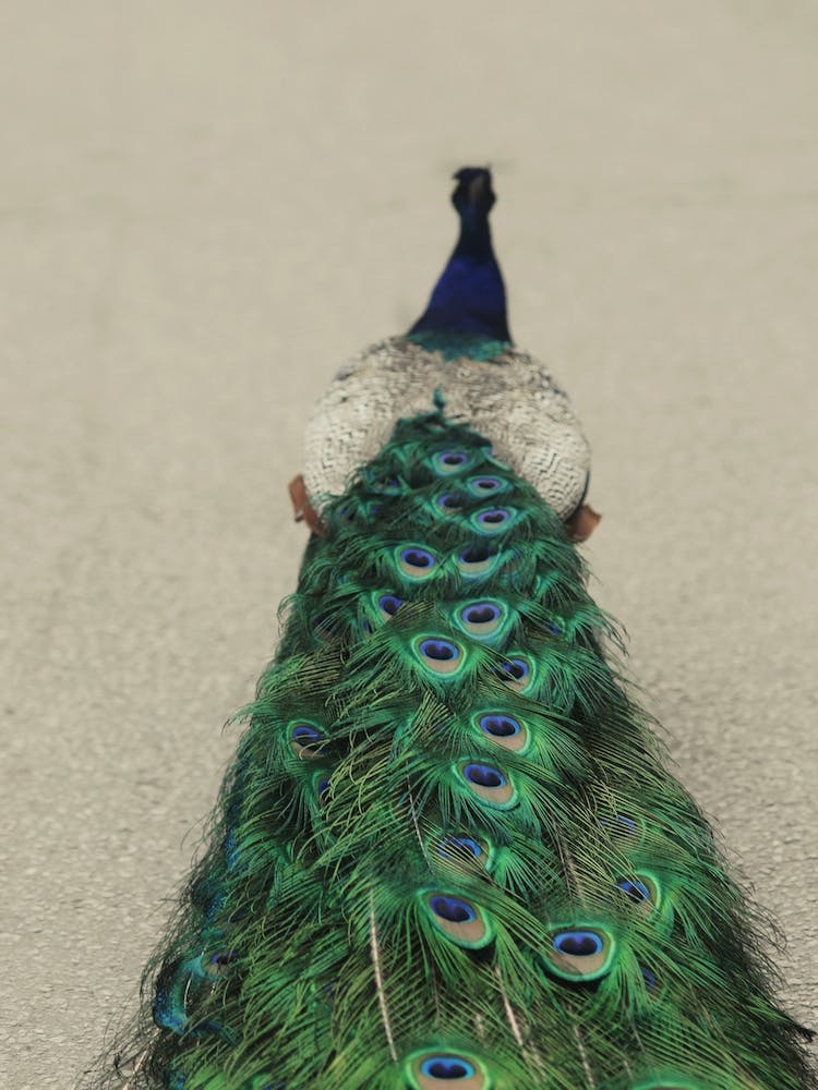 Shake Your Tailfeather