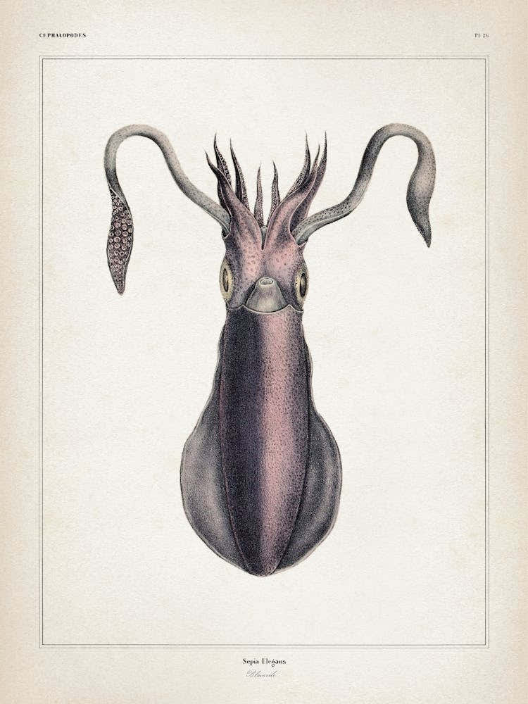 Vintage Vérany 2 Sepia Elegans