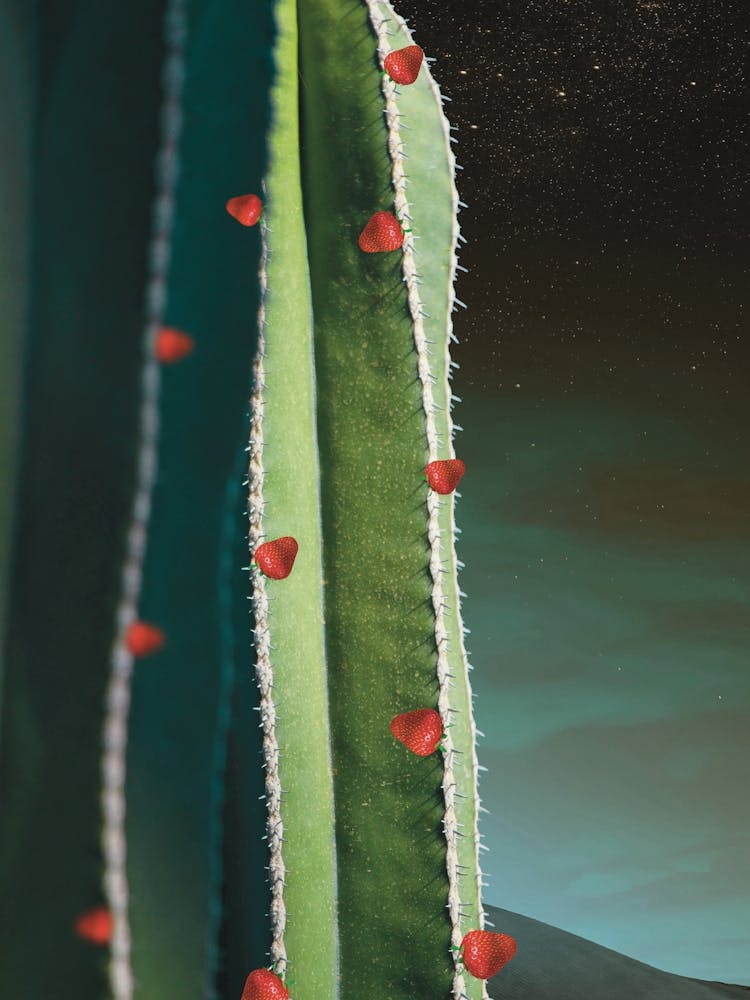 Strawberry Cactus - Green