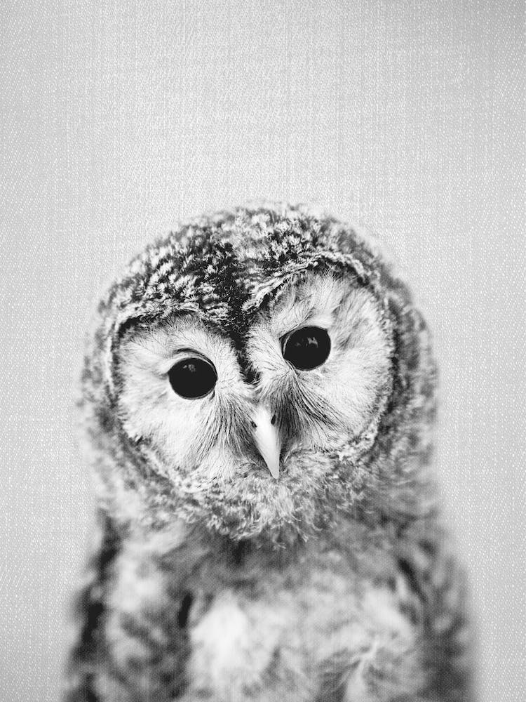 Baby Owl - Black & White