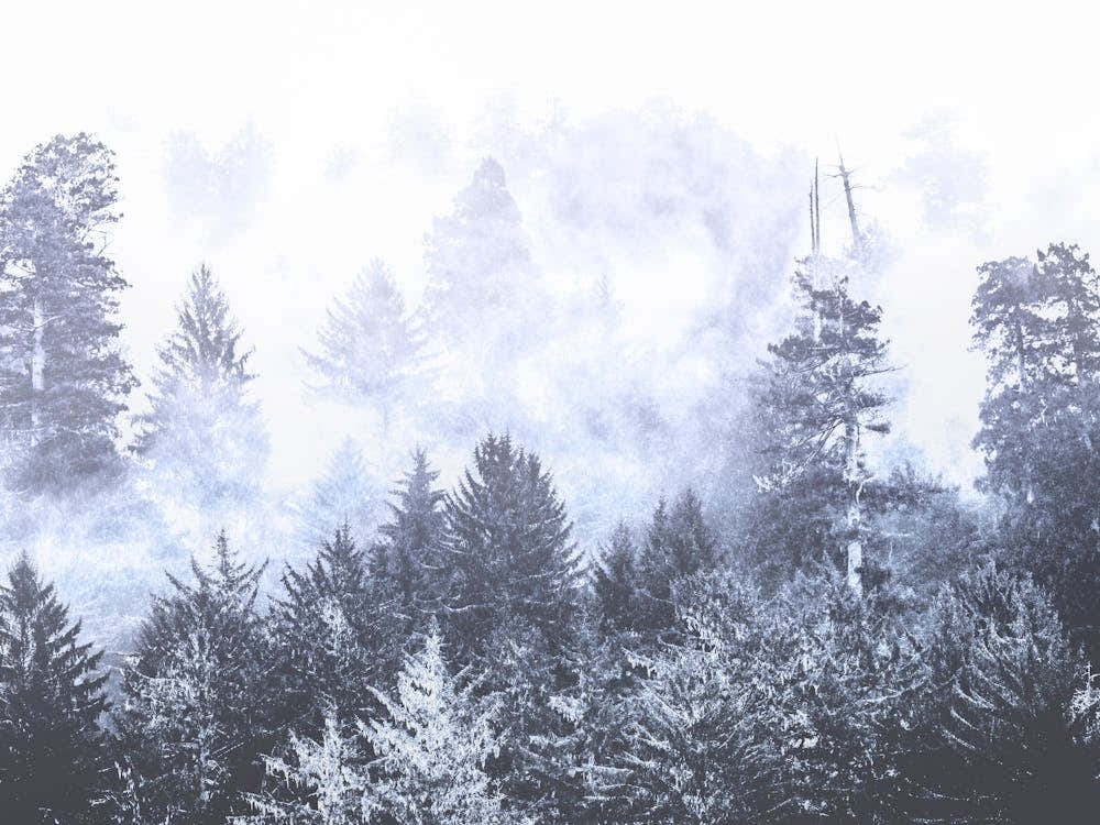 Redwood Forest Fog Blue - National Park Photo