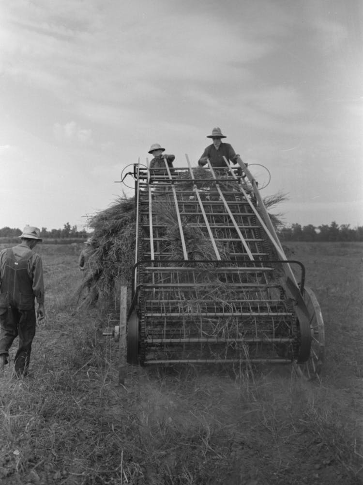 Hay Loading Machine In Operation, Lake Dick Project, Arkansas By Russell Lee