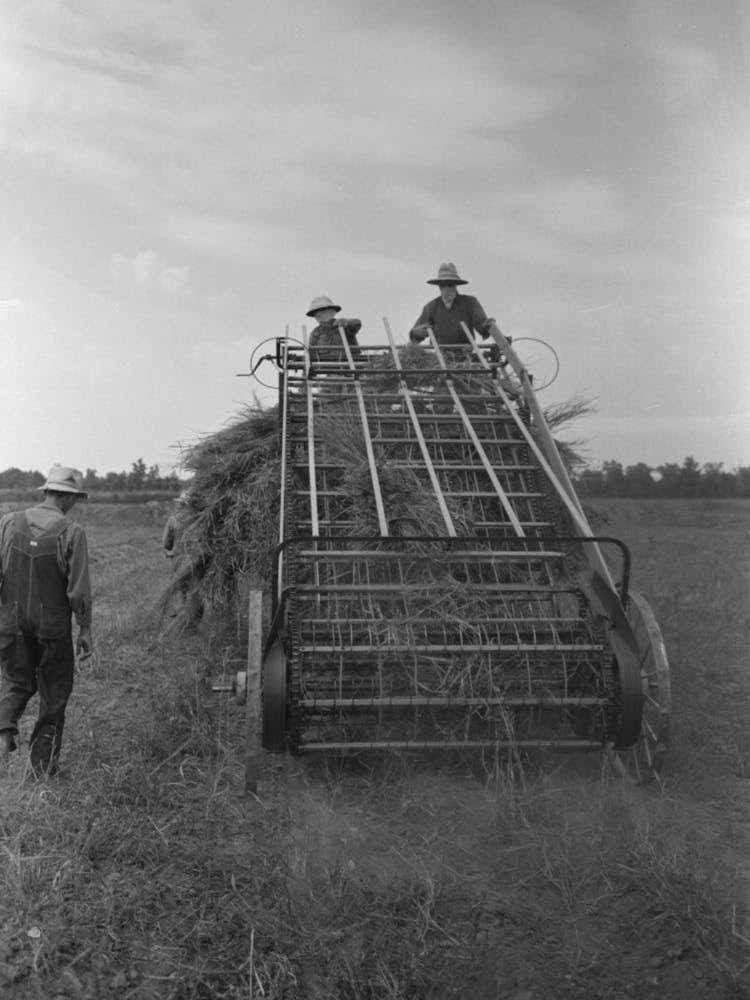 Hay Loading Machine In Operation, Lake Dick Project, Arkansas By Russell Lee