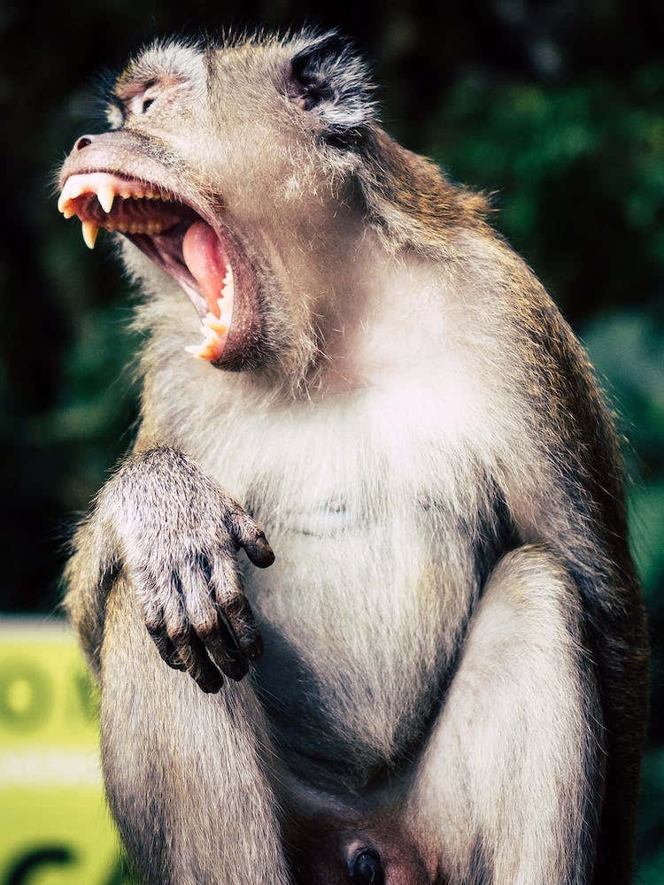 Kuala Lumpur Batu Caves Ape 3