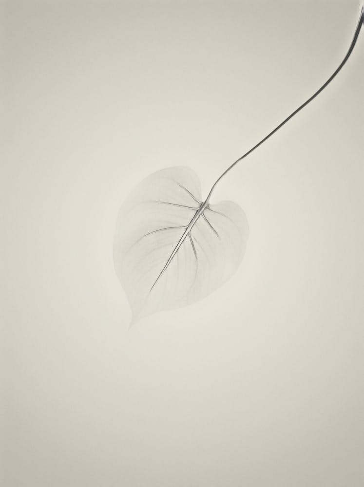 Leaf In The Wind