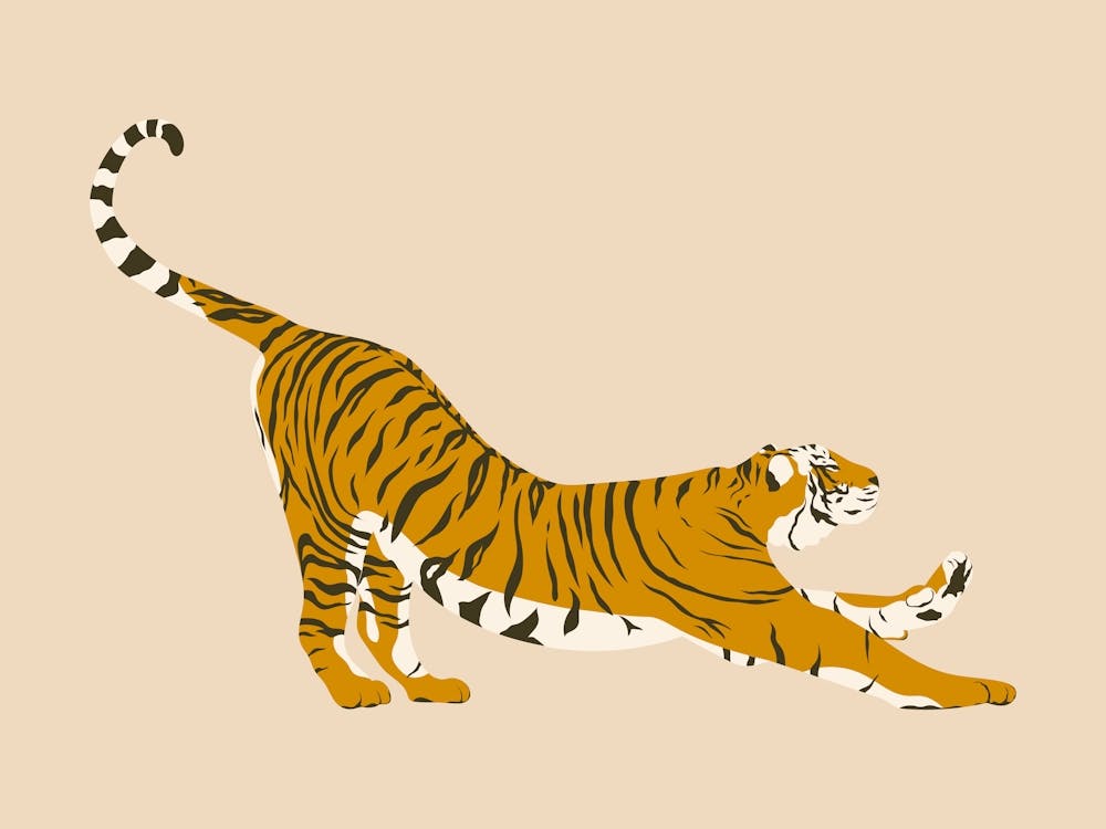 Tiger Stretching - Beige